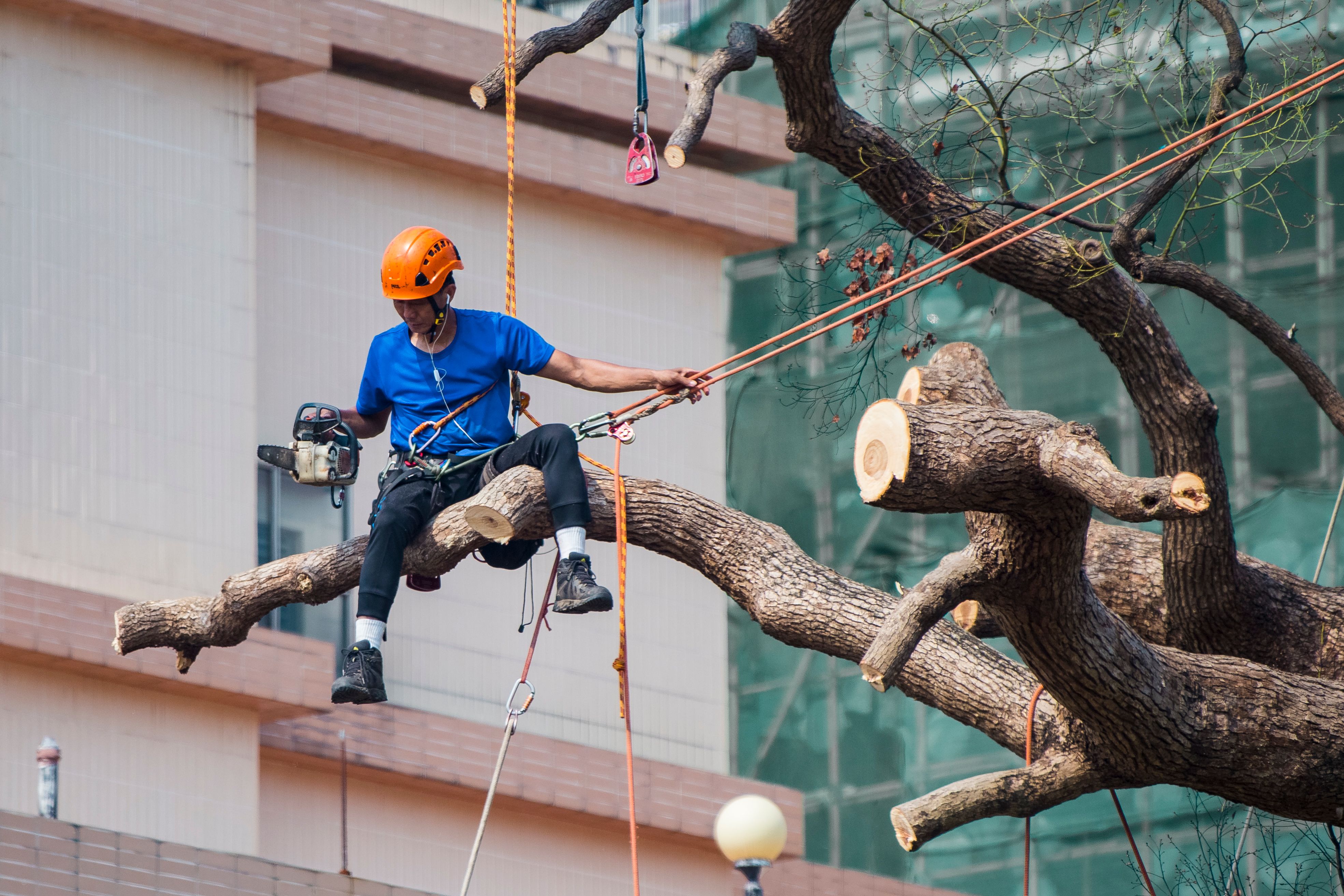 professional-tree-care-tips-for-homeowners-in-madison-ga